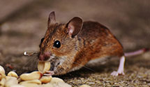 24 Hour & Emergency Exterminators in Geneva On The Lake, OH